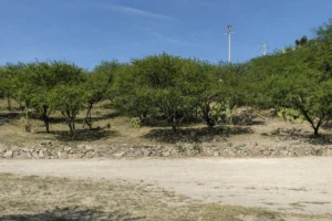 Terreno en San Miguel de Allende
